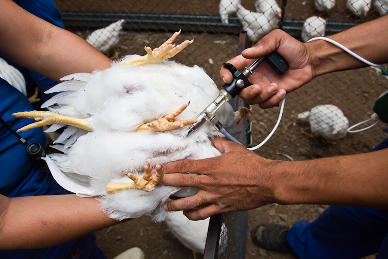 Perú realiza campanha de vacinação contra Newcastle