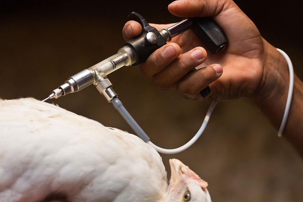 Como o processo de vacinação pode afetar a monitoria sorológica de aves de ciclo longo?