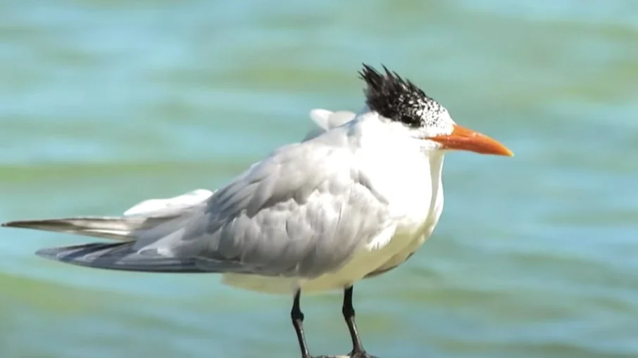 Aumenta para 31 o número de casos de gripe aviária em aves silvestres no Brasil