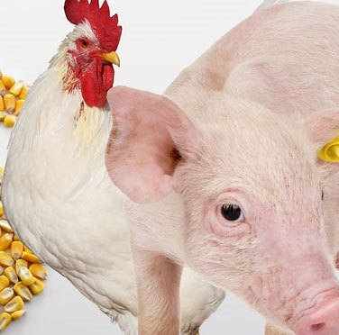 México se destaca mundialmente como produtor de proteína animal