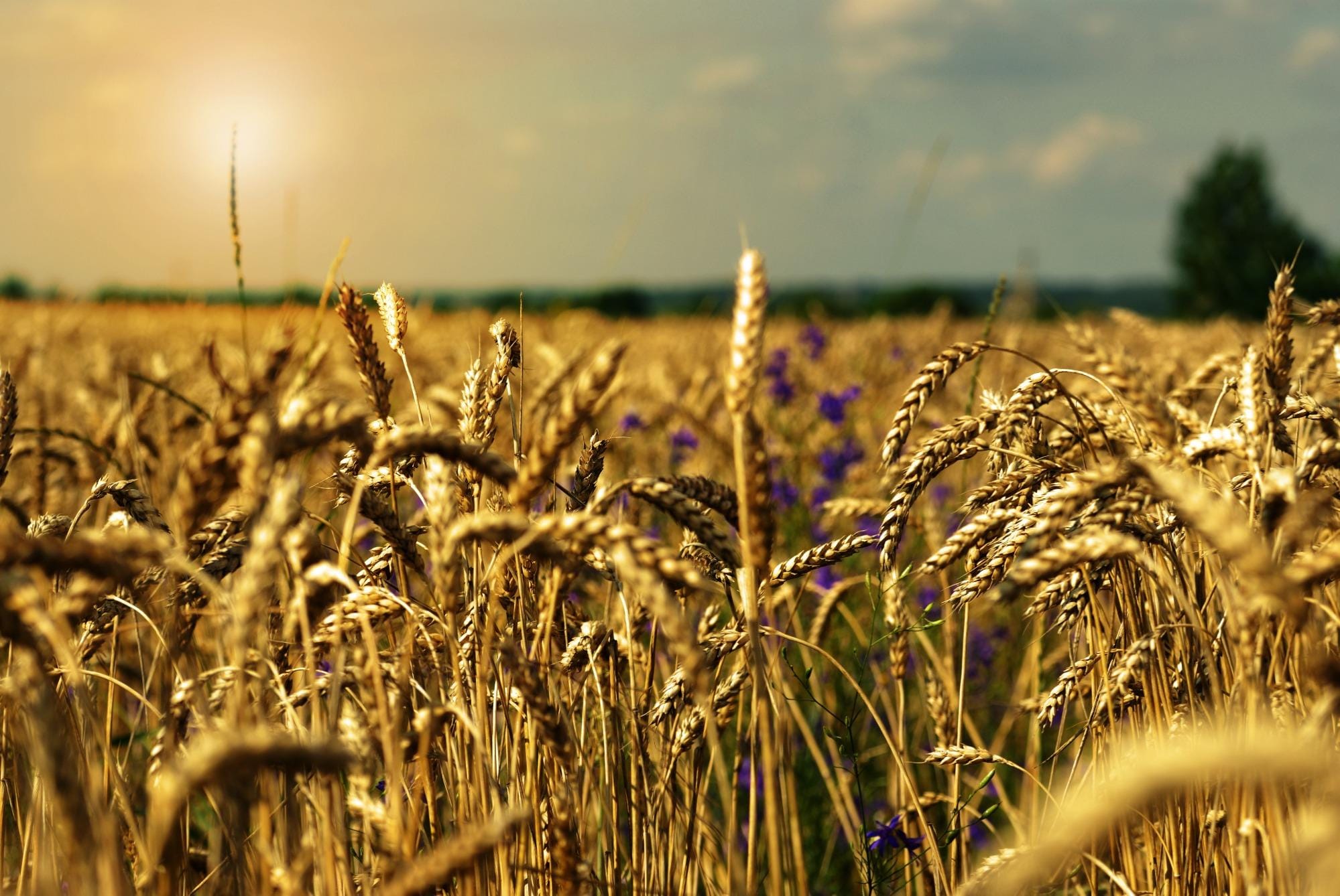 Alternativas para alimentação de frangos de corte Alternativas para alimentação de frangos de corte