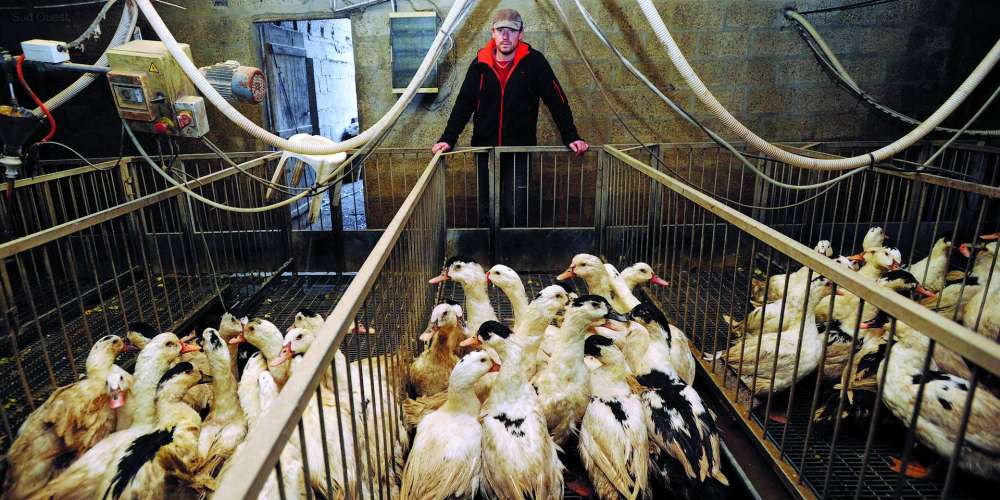 Com pagamento de recompensa, França espera abater 600 mil patos