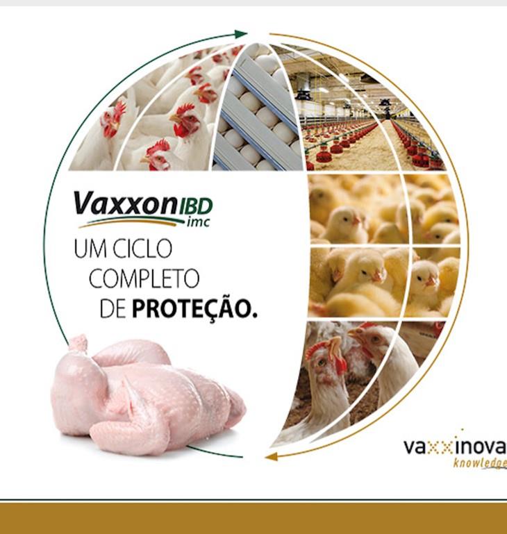 Biovet Vaxxinova lança nova vacina contra Gumboro em frango de corte: Vaxxon IBD IMC