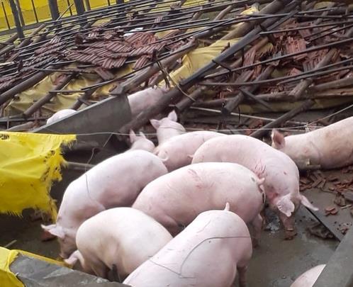 Ciclone extratropical causa estragos em propriedades rurais no Rio Grande do Sul