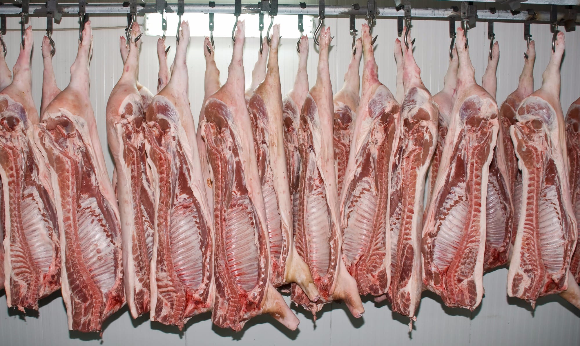 Exportações de carne suína seguem em alta, mas preços recuam no país Exportações de carne suína seguem em alta, mas preços recuam no país