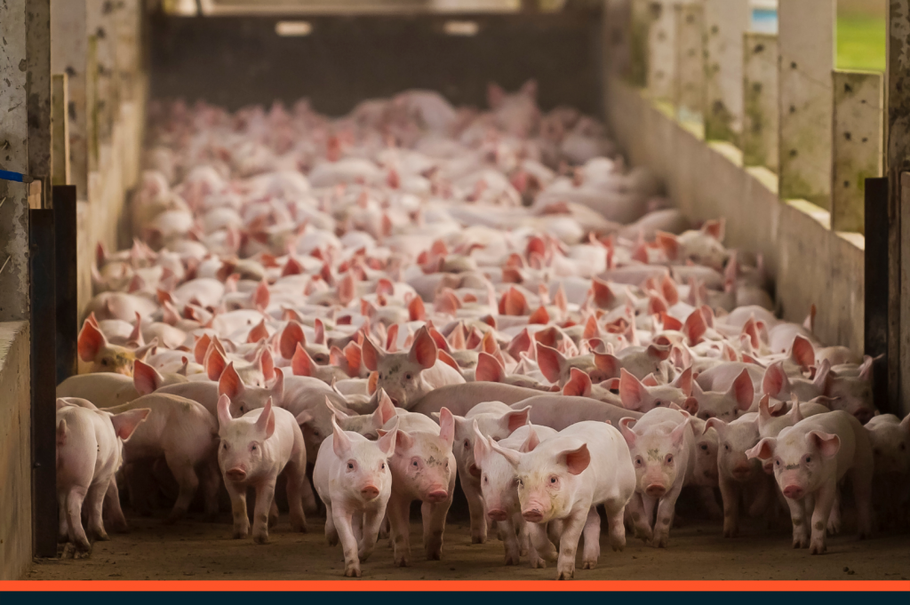 Exportações de carne suína do Paraná atingem quase 73 mil toneladas no 1º semestre