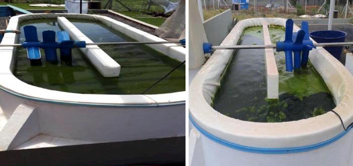 Pesquisadores da UEL produzem biomassa a partir de microalgas