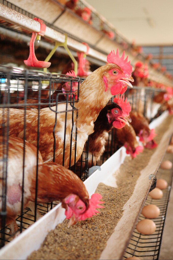 Uso de fibra e a microbiota intestinal de galinhas poedeiras comerciais