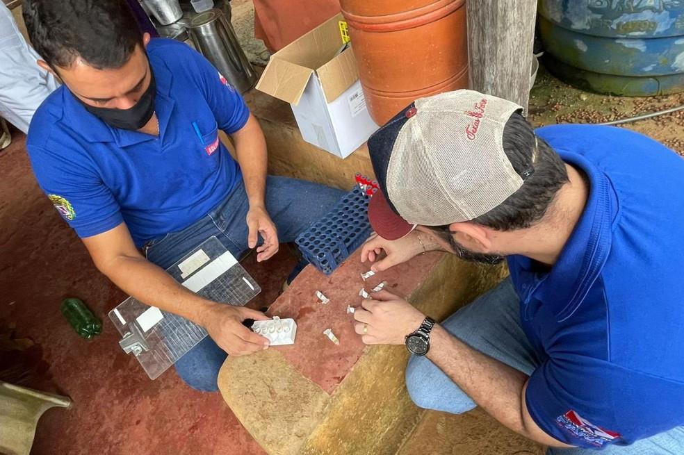 Pesquisa faz levantamento sobre peste suína clássica em municípios do oeste do Pará