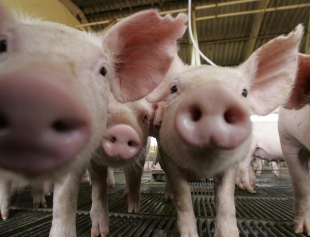 Produção integrada de suínos garante qualidade ao consumidor