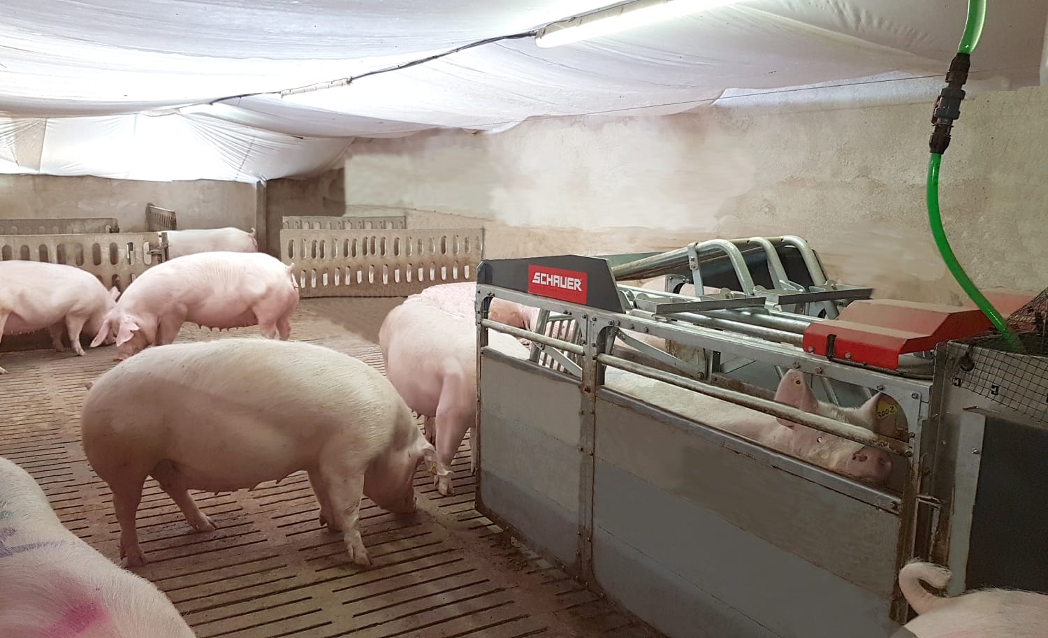 Alimentação eletrônica para suínos aumenta lucratividade de produtores