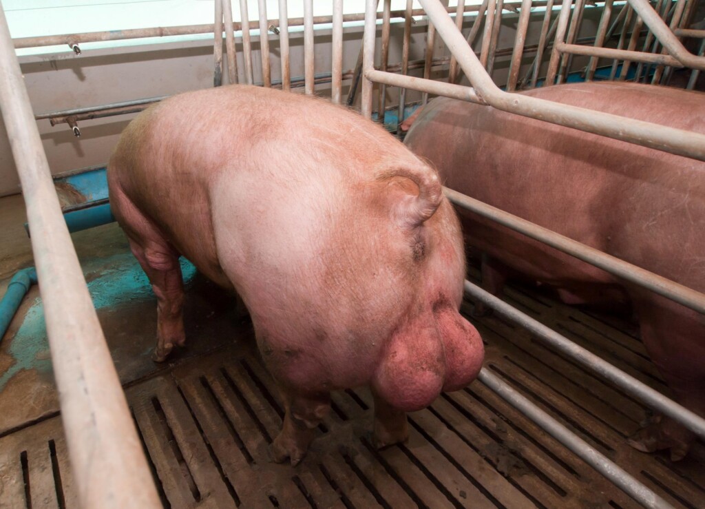 Selênio orgânico na dieta de machos reprodutores suínos: o que temos a dizer sobre a Hidróxi-Selenometionina