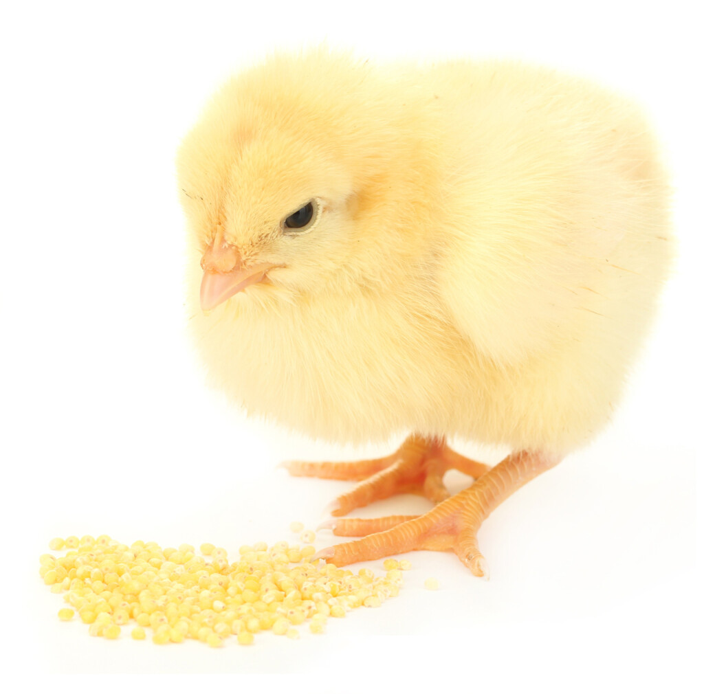 Cobb-Vantress destaca qualidade de pintinho