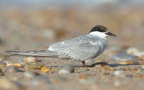 Dois casos de gripe aviária são registrados na Baixada Santista (SP)