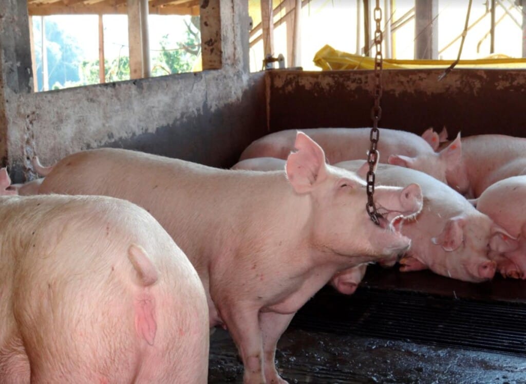 Produtores usam “brinquedos” para acalmar os suínos nas granjas