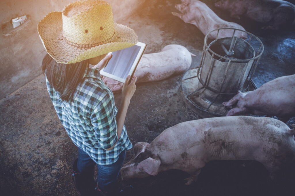 Como sistematizar e otimizar a inspeção diária dos suínos