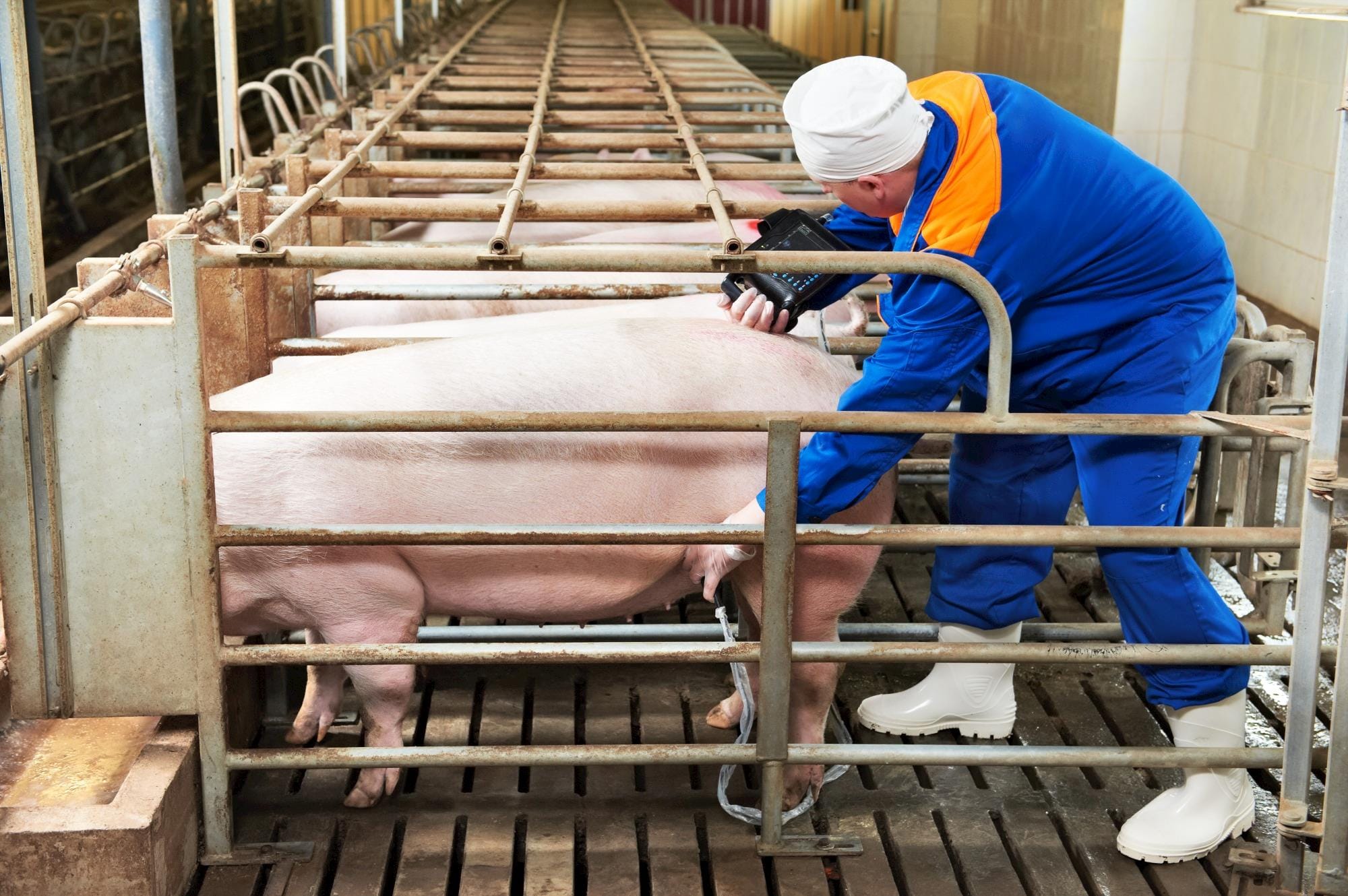Workshop propõe maximizar resultados com Inseminação Artificial