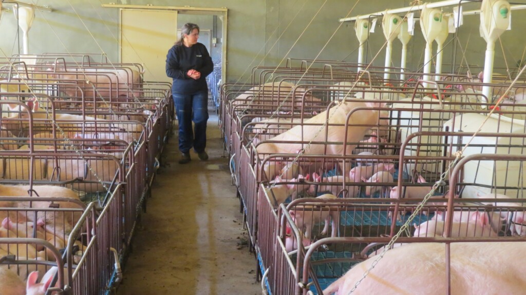 Granja Perazzoli é premiada por maior produtividade do Brasil