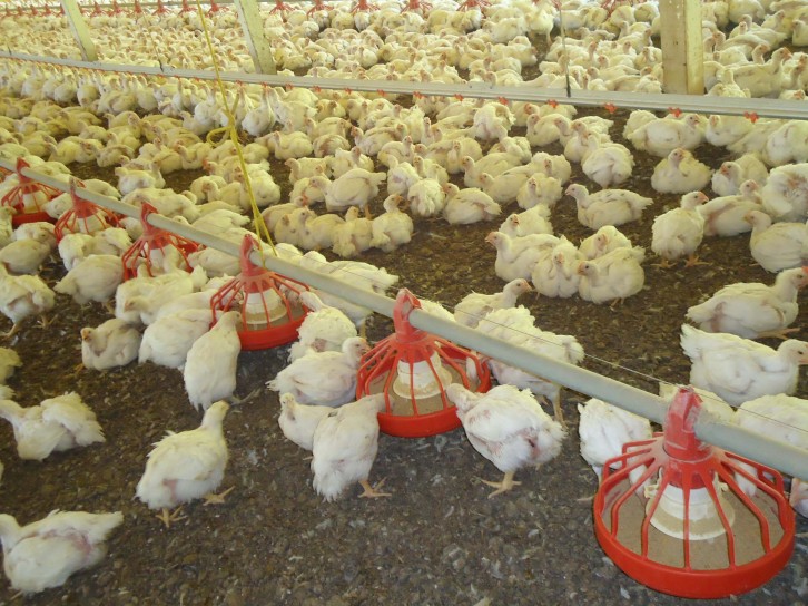 6.800 granjas de aves comerciais são monitoradas pela Cidasc