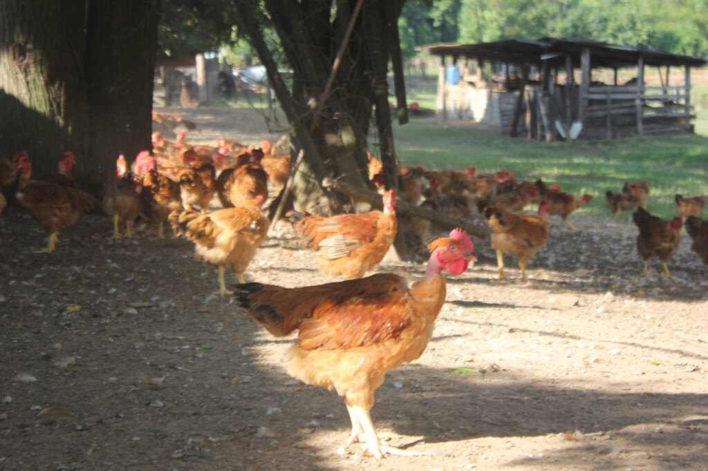 Korin fornece frango caipira livres de transgênicos para o Carrefour no Estado de São Paulo e Brasília