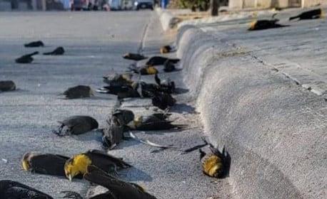 Governo do México atribui morte de aves no país ao El Niño em vez da gripe aviária