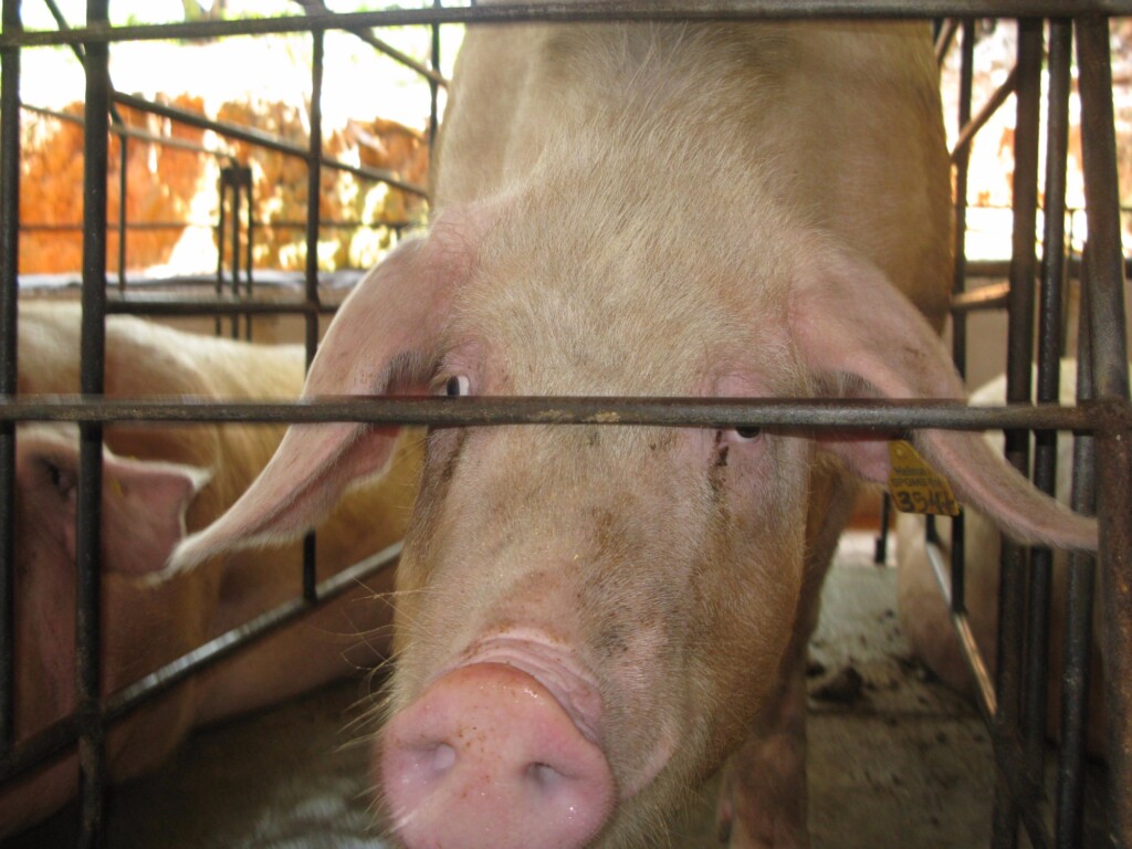 Pesquisa aponta aumento de R$ 0,12 no preço do suíno no RS