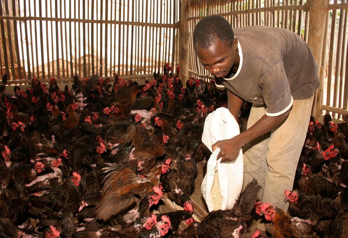 Togo abate aves após o surto de influenza aviária H5N1