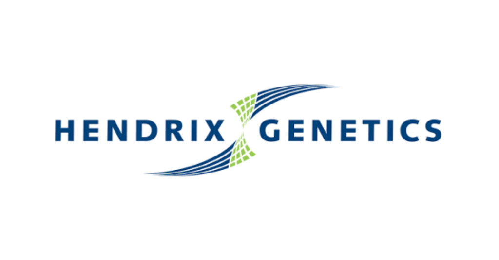 Hendrix Genetics: Pluma Avícola vai produzir pintainhas Hisex e Dekalb