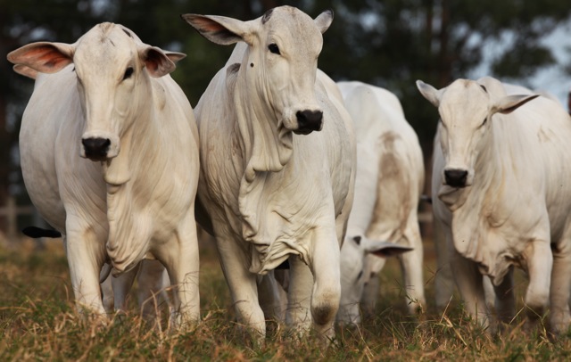 Proibido no BR desde 2009, quase 2 mil cabeças de gado morrem pelo consumo de pollinaza, cama de frango intoxicada