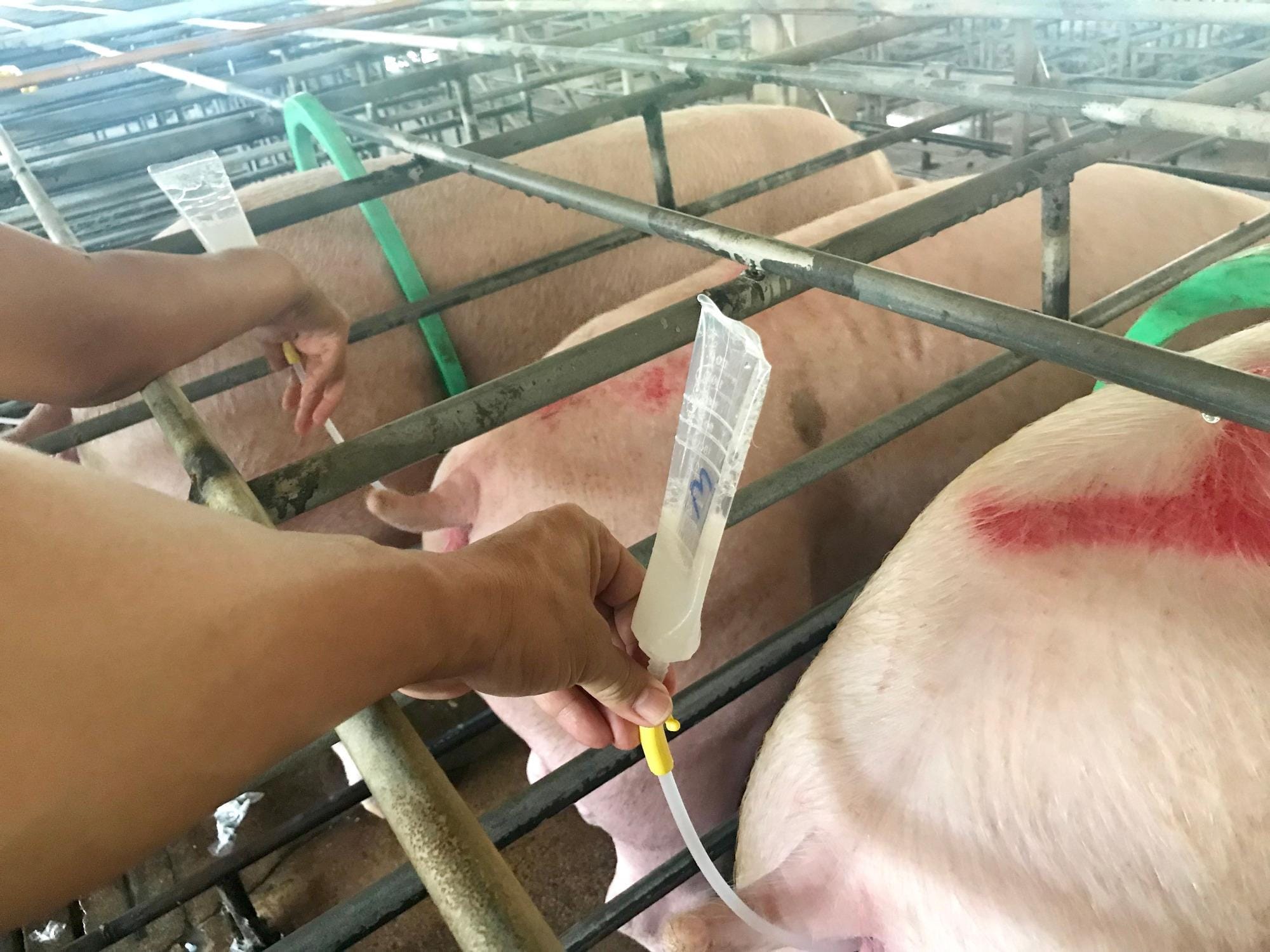 A lavagem prepucial pode reduzir a contaminação bacteriana nos ejaculados de machos suínos? A lavagem prepucial pode reduzir a contaminação bacteriana nos ejaculados de machos suínos?