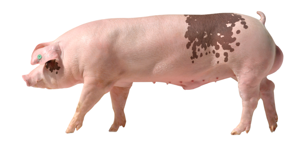 Genética: Eficiente e robusto, reprodutor AGPIC 359 é lançado no Brasil