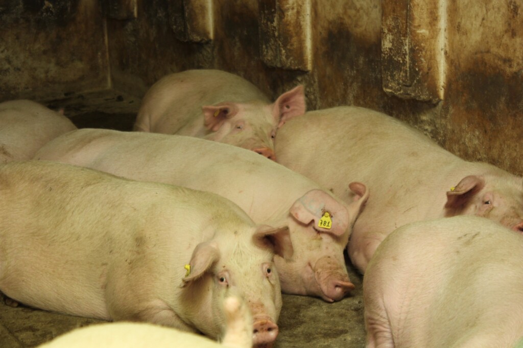 Após altas, preços do suíno vivo se mantêm