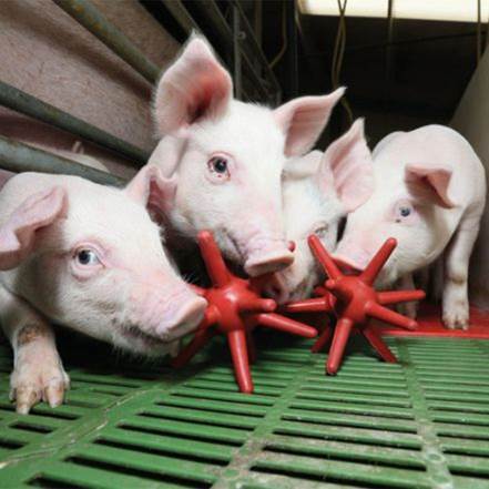 MS Schippers investe em portfólio para enriquecimento ambiental e bem estar de suínos.