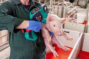 MSD lança o primeiro dispositivo livre de agulha e intradérmico com dois injetores para vacinação suína