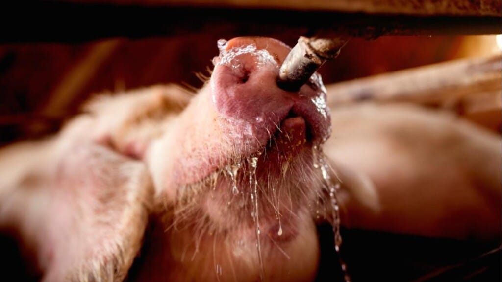 Como aplicar as lições aprendidas em Saúde Única e Doenças Emergentes na sanidade de suínos?