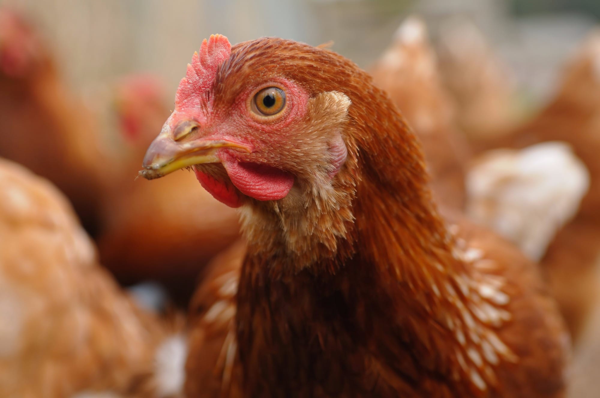Dos 3,2 bilhões de ovos produzidos no RS cerca de 5% são de aves livres