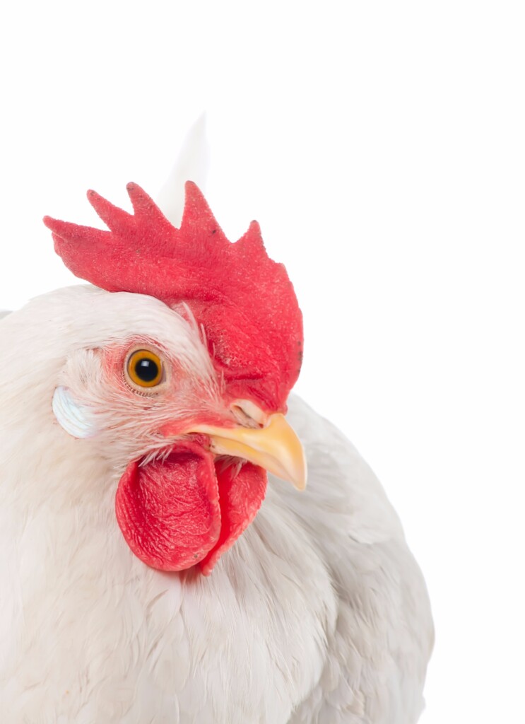 Parede Celular de Levedura: Alta Performance Garantida