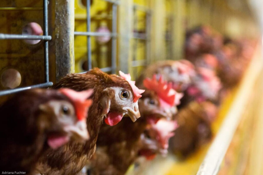 Hoje começa o inverno: confira cuidados essenciais para preservar a saúde das aves