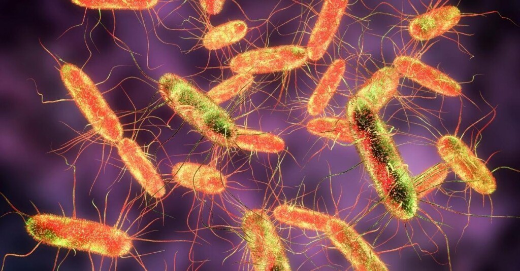 O controle das Salmoneloses em frangos de corte por meio da vacina viva