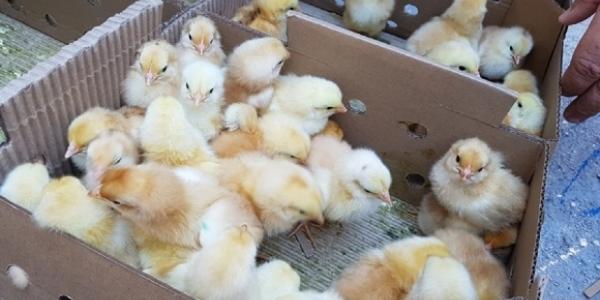 Avicultura deve fazer parte de programa de inclusão social