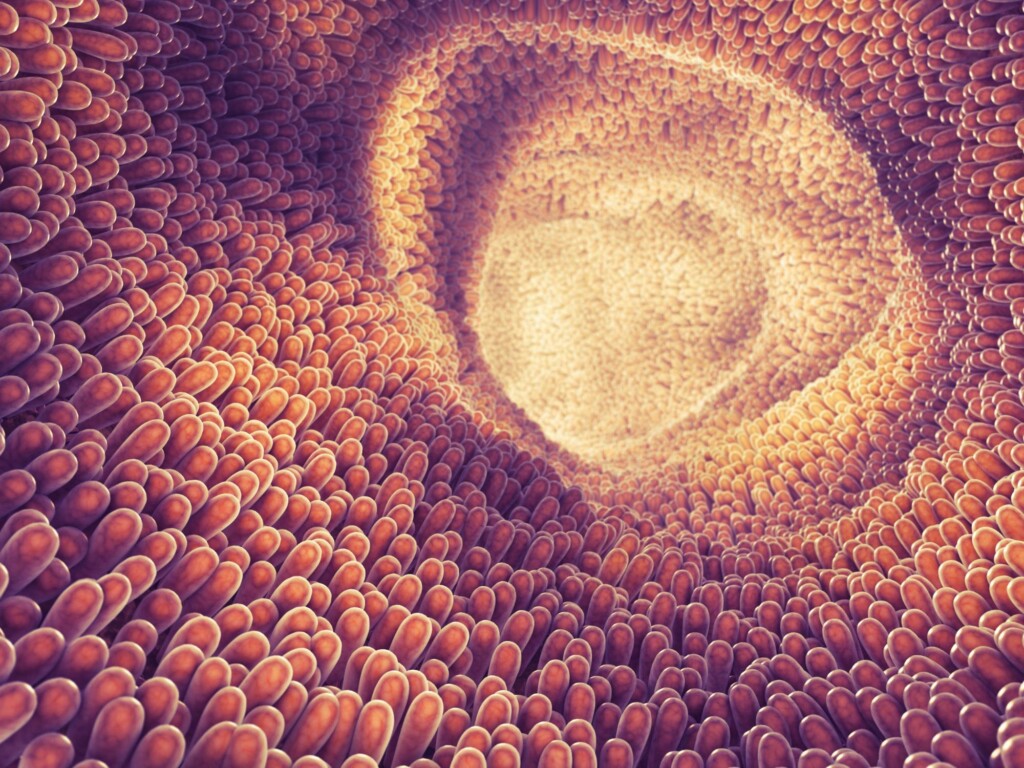 Desenvolvimento precoce das mucosas intestinais e do status sanitário de aves por estímulos in ovo