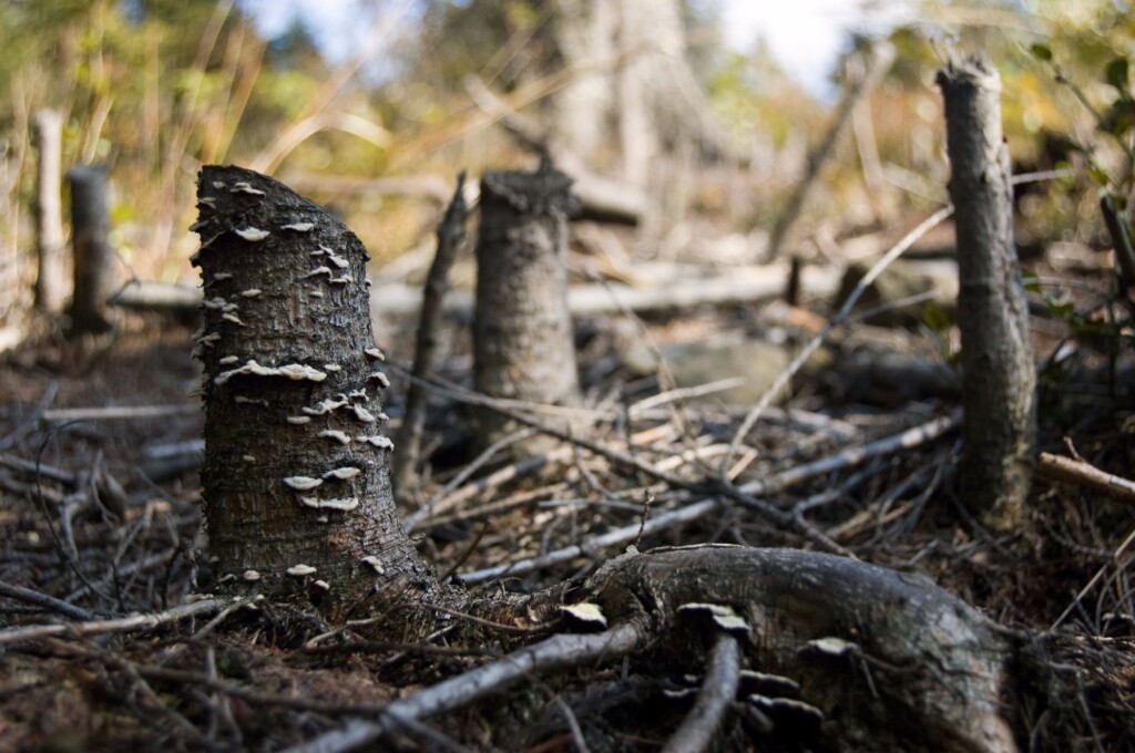 Consumidor vê preservação ambiental como prioridade maior que o PIB, diz pesquisa