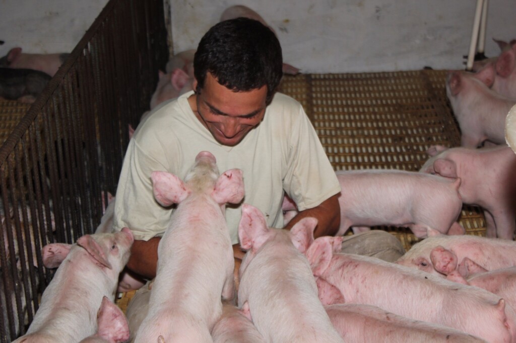 Saldo positivo para os suinocultores integrados em 2021