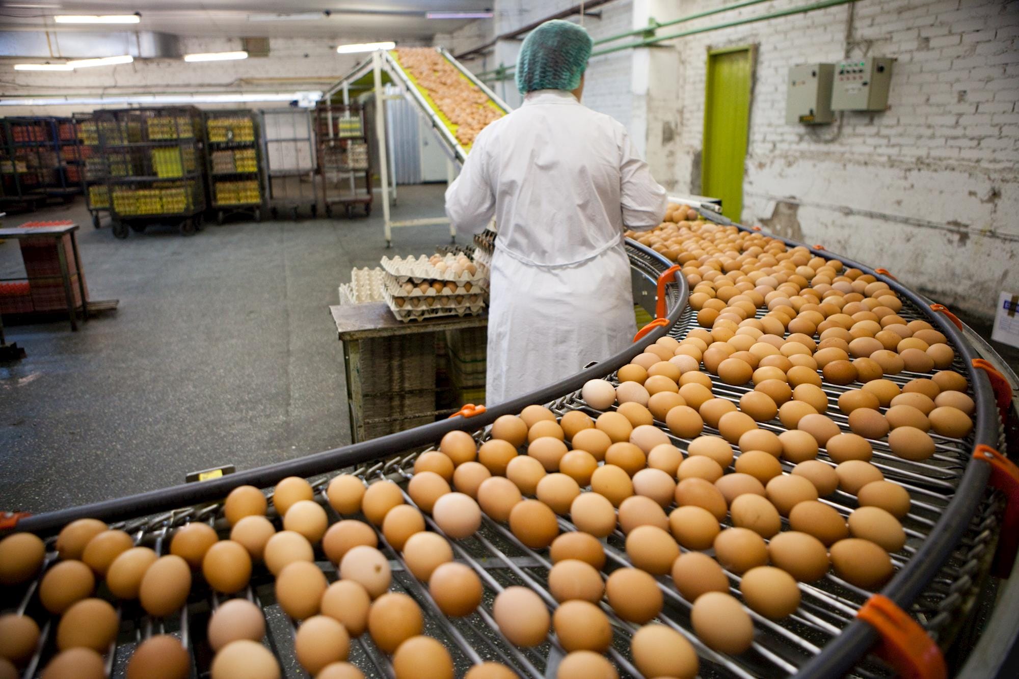 Produção de ovos cresce no segundo trimestre de 2019