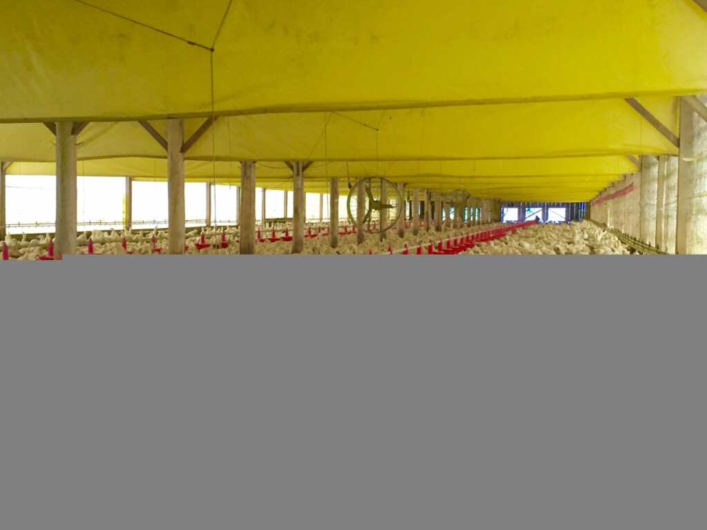 Com bloqueios na Colômbia, Fenavi afirma que 10 milhões de aves morreram