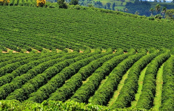 Banco do Brasil usa tecnologia para mapear áreas financiadas no campo