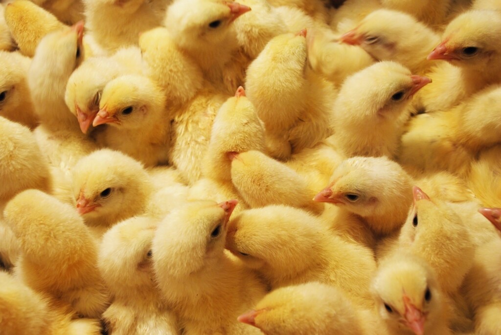 Cooperativa aposta no livre comércio e rejeita papel de atravessador