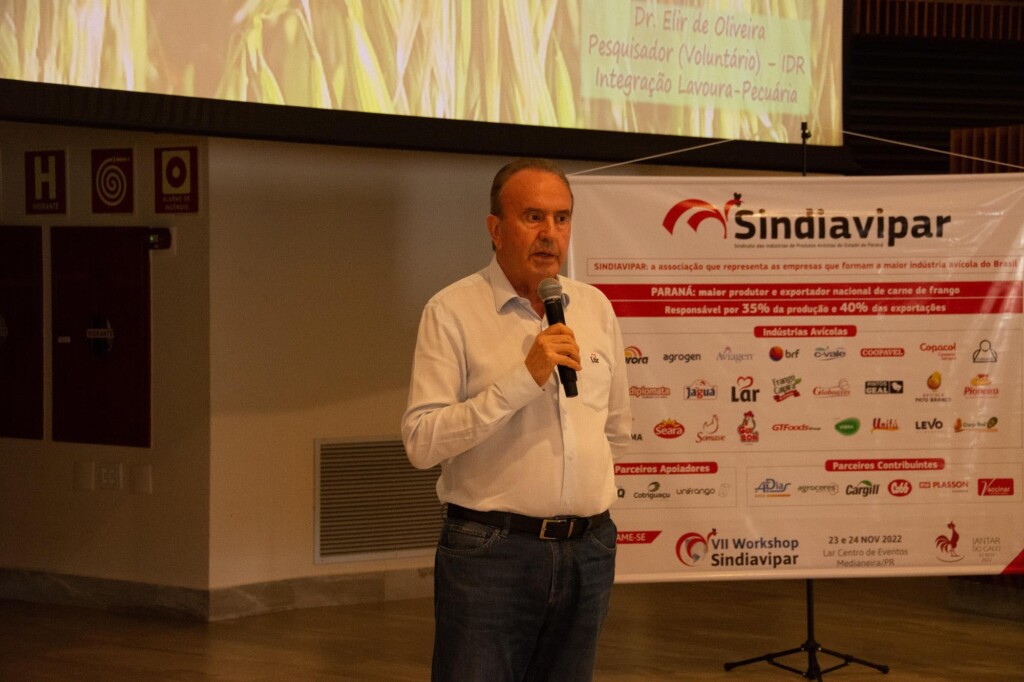 Cereais de inverno na dieta animal podem amenizar impactos da escassez de milho