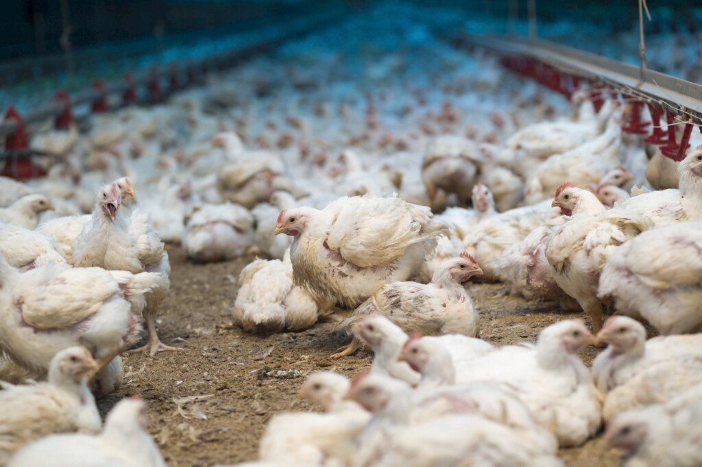 Análise de Mercado: Semana de poucas alterações no preço do frango vivo