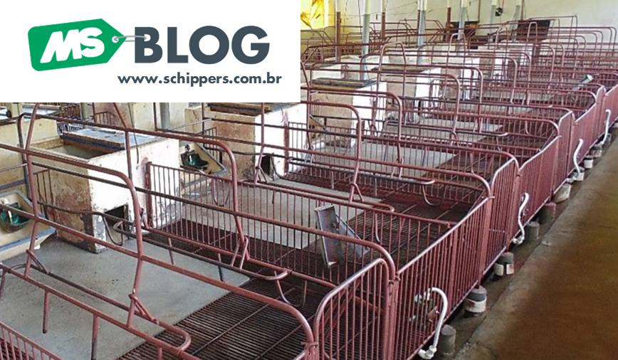 Vazio sanitário: o que você precisa saber